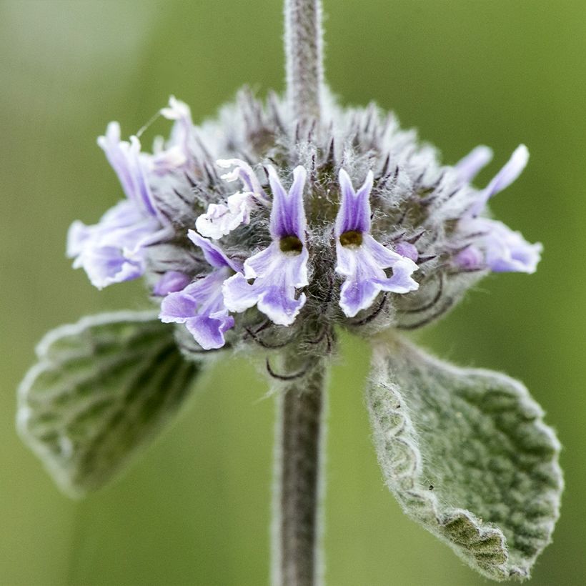 Marrubium supinum  (Flowering)