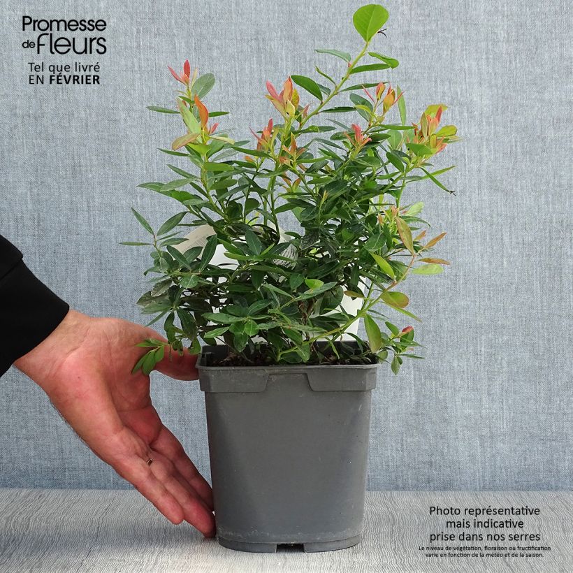 Vaccinium corymbosum Blue pearl- American Blueberry 2L/3L pot sample as delivered in autumn