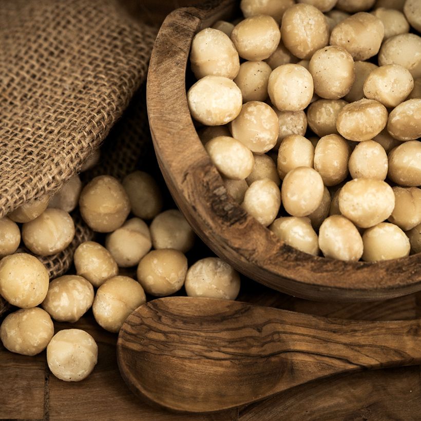 Macadamia integrifolia - Macadamia nut (Harvest)