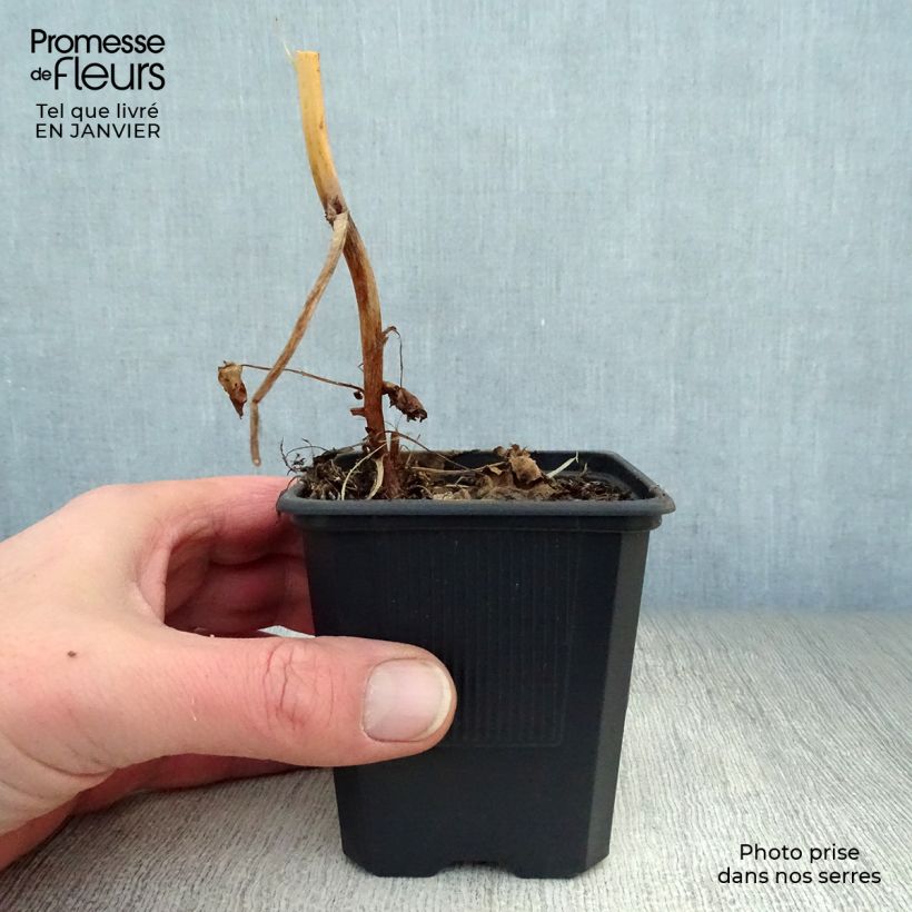 Macleaya cordata 8/9 cm pot sample as delivered in winter