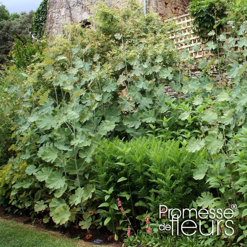 Macleaya cordata Flamingo (Plant habit)