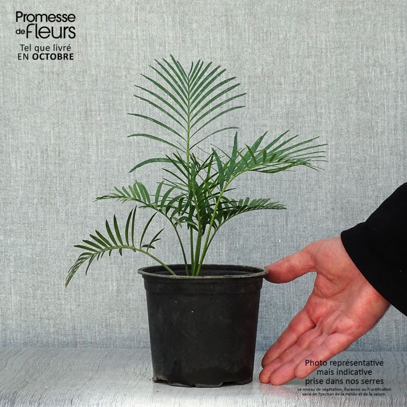 Macrozamia communis 12cm pot sample as delivered in autumn
