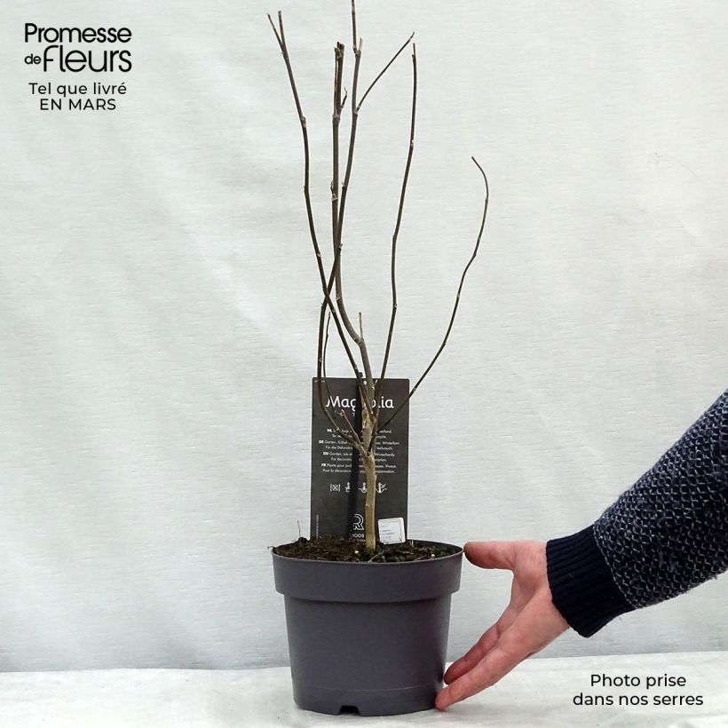 Magnolia Betty 4L/5L pot sample as delivered in winter