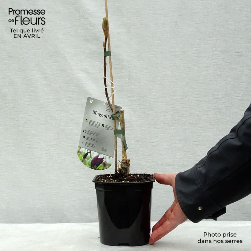 Magnolia x brooklynensis Black Beauty 2L/3L pot sample as delivered in spring
