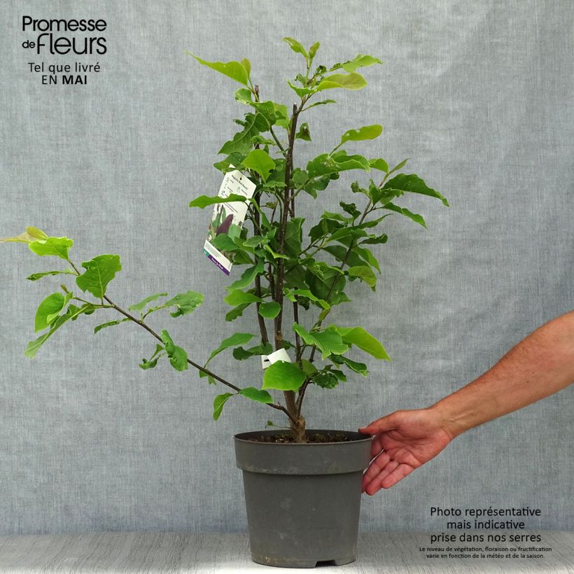 Magnolia x brooklynensis Black Beauty 6L/7L pot sample as delivered in spring