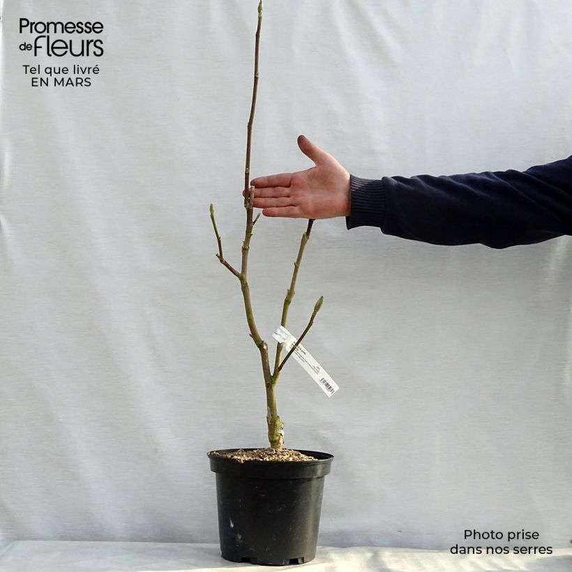 Magnolia Black Tulip Jurmag1 4L/5L pot sample as delivered in spring