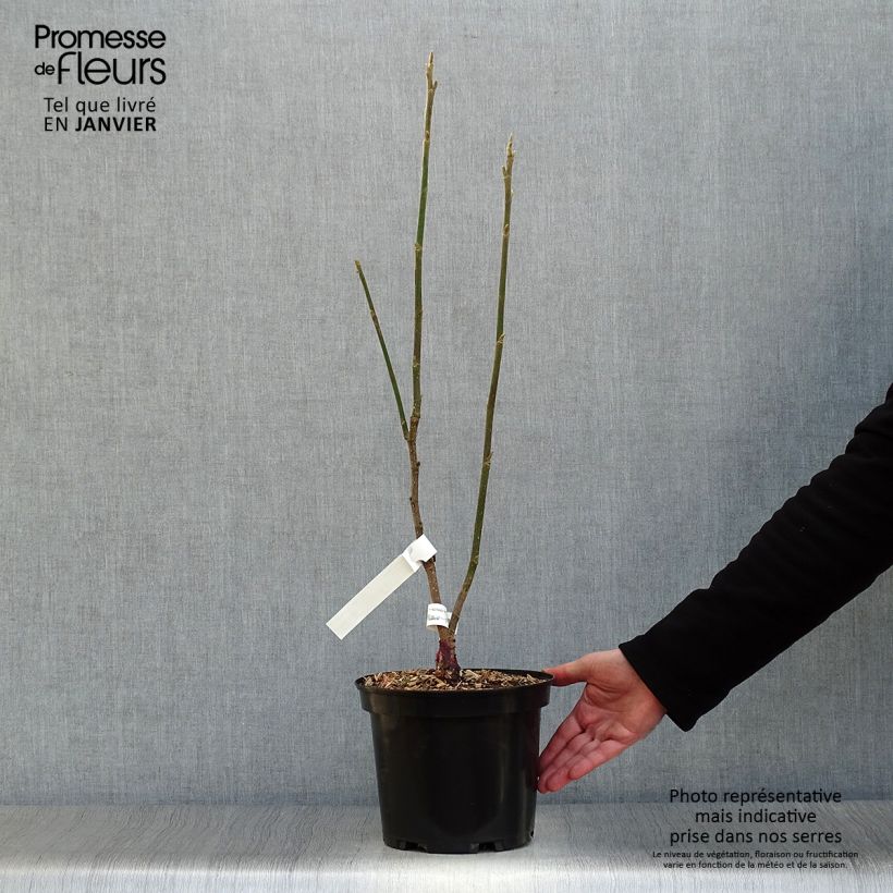 Magnolia Burgundy Star Jurmag4 4L/5L pot sample as delivered in winter