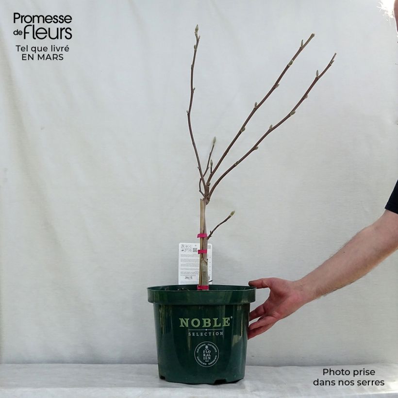 Magnolia  acuminata Daphne 4L/5L pot sample as delivered in winter