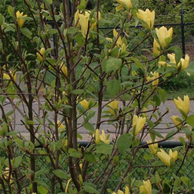 Magnolia acuminata Daphne (Foliage)