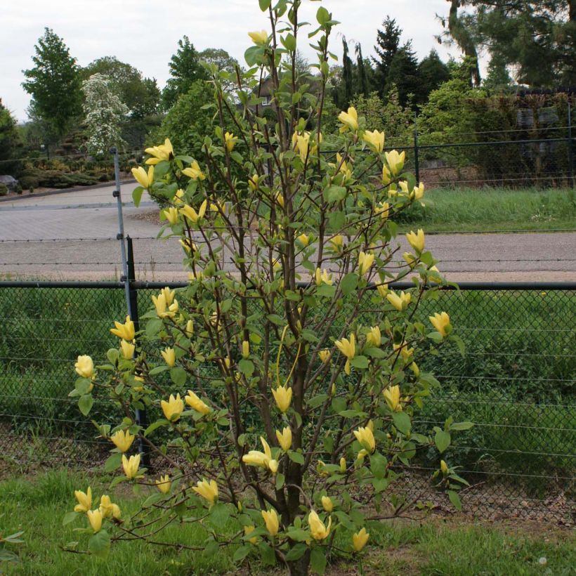 Magnolia acuminata Daphne (Plant habit)
