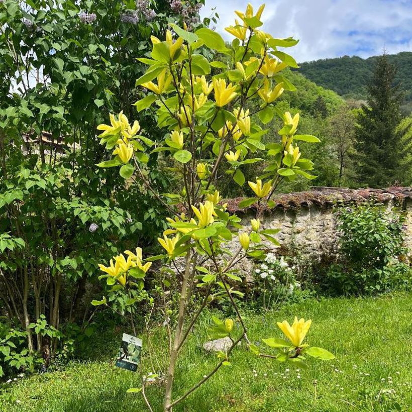 Magnolia  acuminata Daphne (Plant habit)