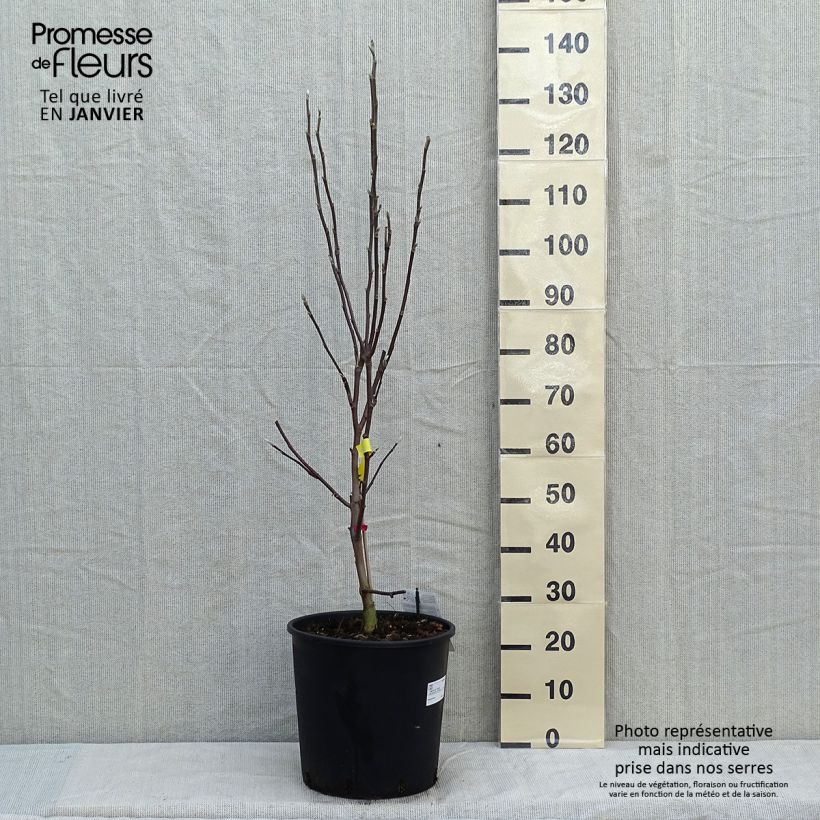 Magnolia  acuminata Daphne 7.5L/10L pot sample as delivered in winter
