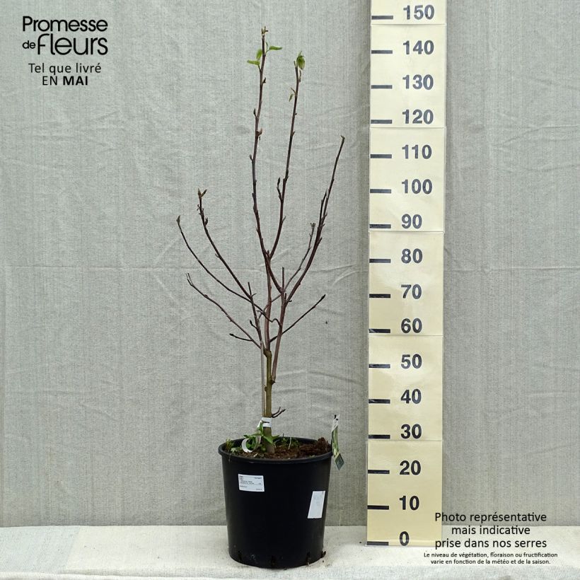 Magnolia  acuminata Daphne 7.5L/10L pot sample as delivered in spring