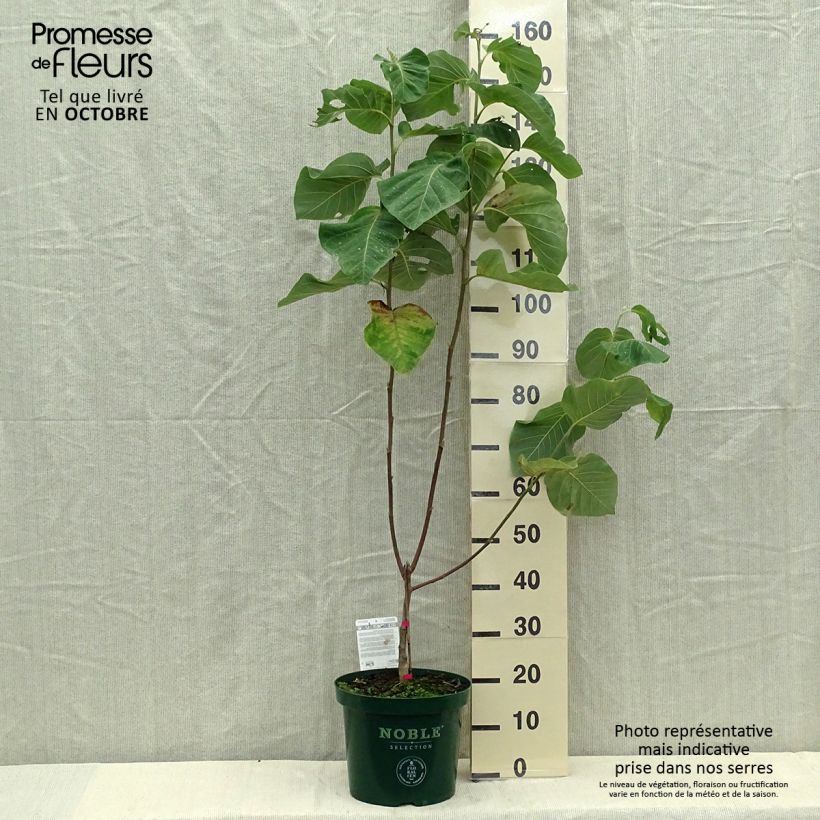 Magnolia  acuminata Daphne 4L/5L pot sample as delivered in autumn