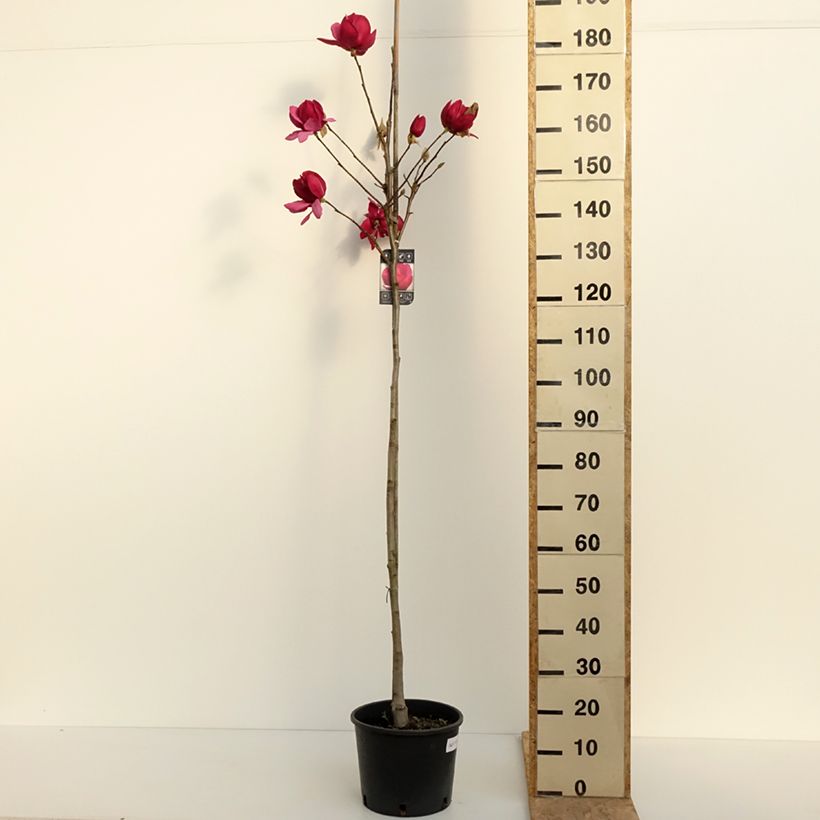 Magnolia soulangeana Emperor 7.5L/10L pot sample as delivered in spring