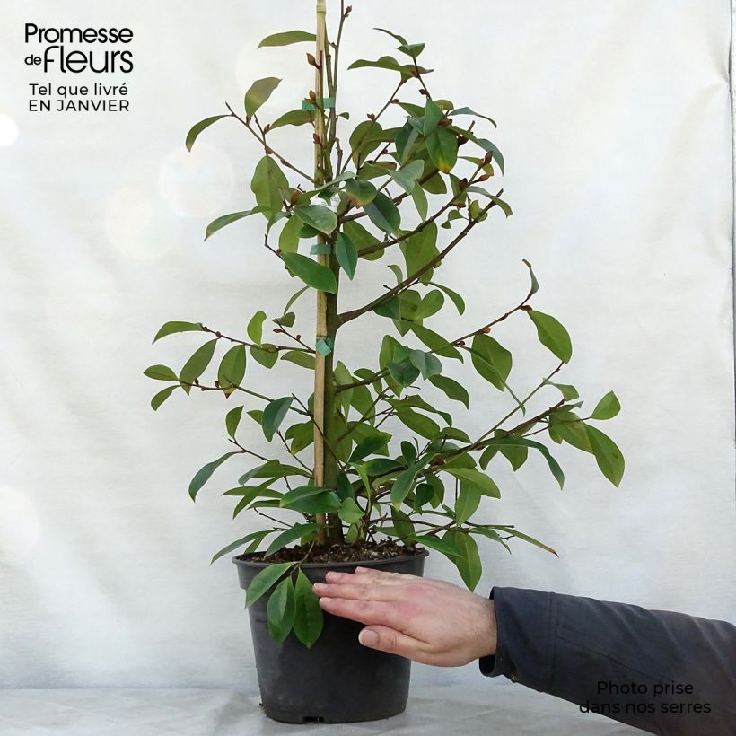 Magnolia Fairy Blush - Michelia hybrid 4L/5L pot sample as delivered in winter