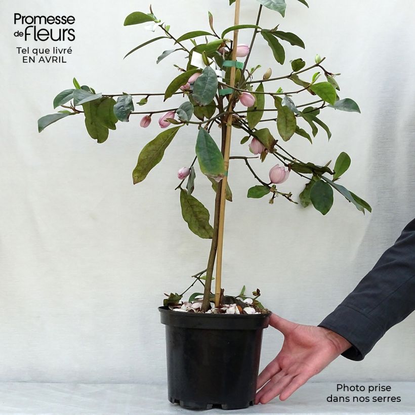 Magnolia Fairy Blush - Michelia hybrid 4L/5L pot sample as delivered in spring