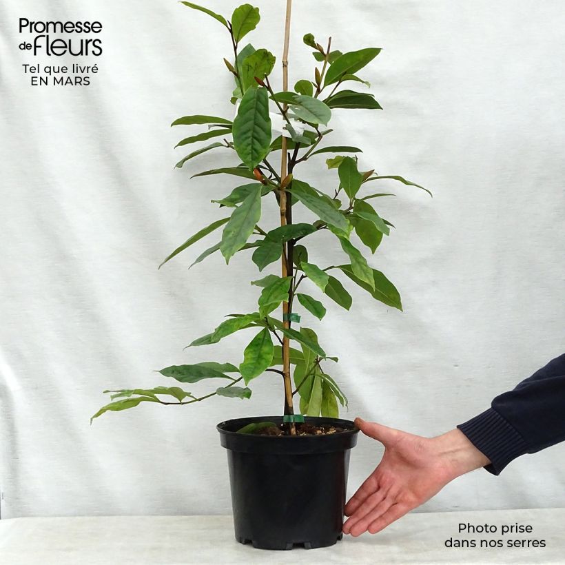 Magnolia (Michelia) Devos Kosar x kewensis Fairy Cream 3L/4L pot sample as delivered in spring