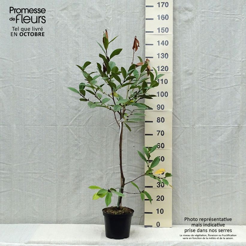 Magnolia (Michelia) Devos Kosar x kewensis Fairy Cream 3L/4L pot sample as delivered in autumn