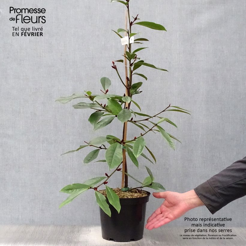 Magnolia (Michelia) Devos Kosar x kewensis Fairy Cream 3L/4L pot sample as delivered in winter