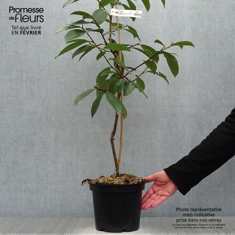 Magnolia Fairy White 4L/5L pot sample as delivered in winter