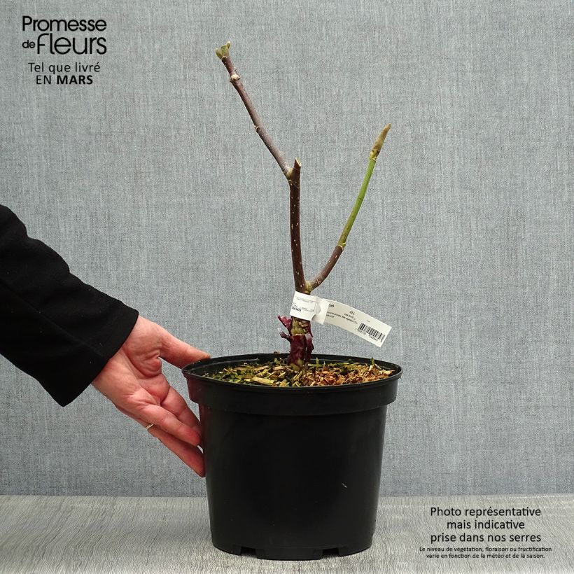 Magnolia Felix Jury 4L/5L pot sample as delivered in spring