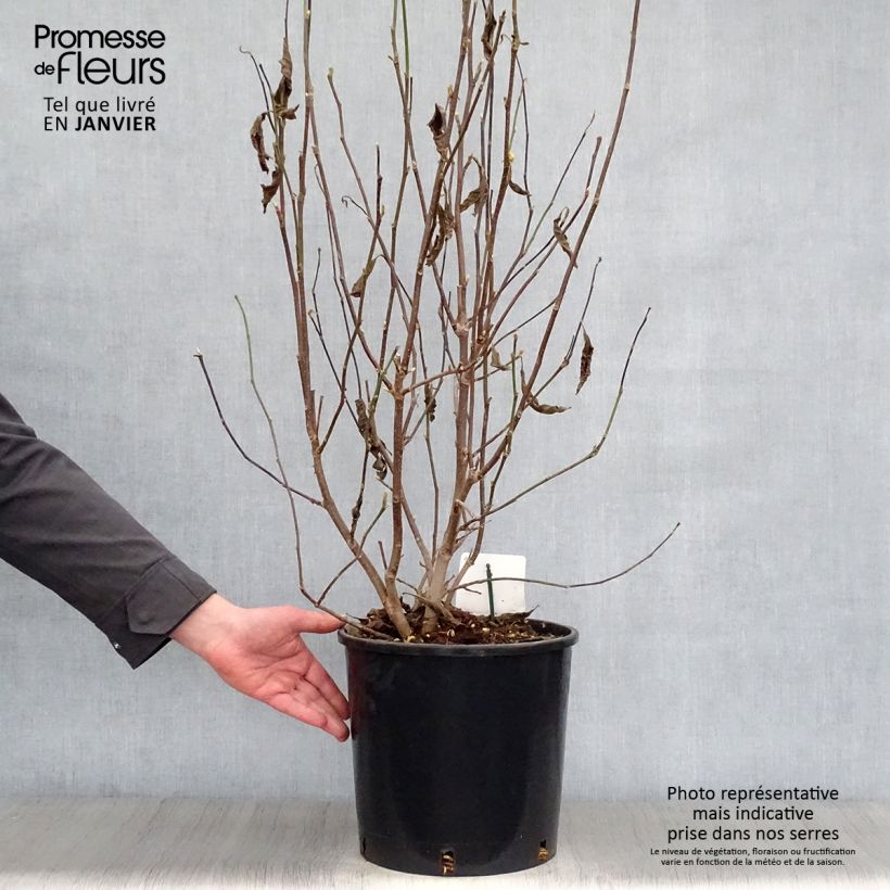 Magnolia George Henry Kern 7.5L/10L pot sample as delivered in winter