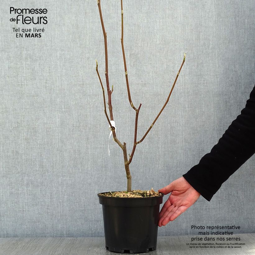 Magnolia Heaven Scent 4L/5L pot sample as delivered in winter