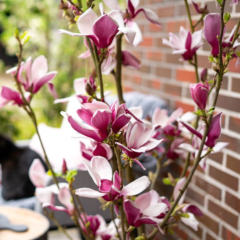 Magnolia Longblomma  (Flowering)