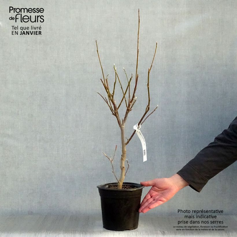 Magnolia  soulangeana Andre Leroy 4L/5L pot sample as delivered in winter