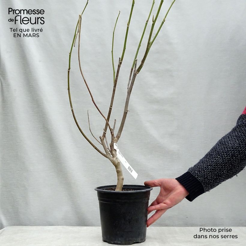 Magnolia Star Wars 4L/5L pot sample as delivered in spring