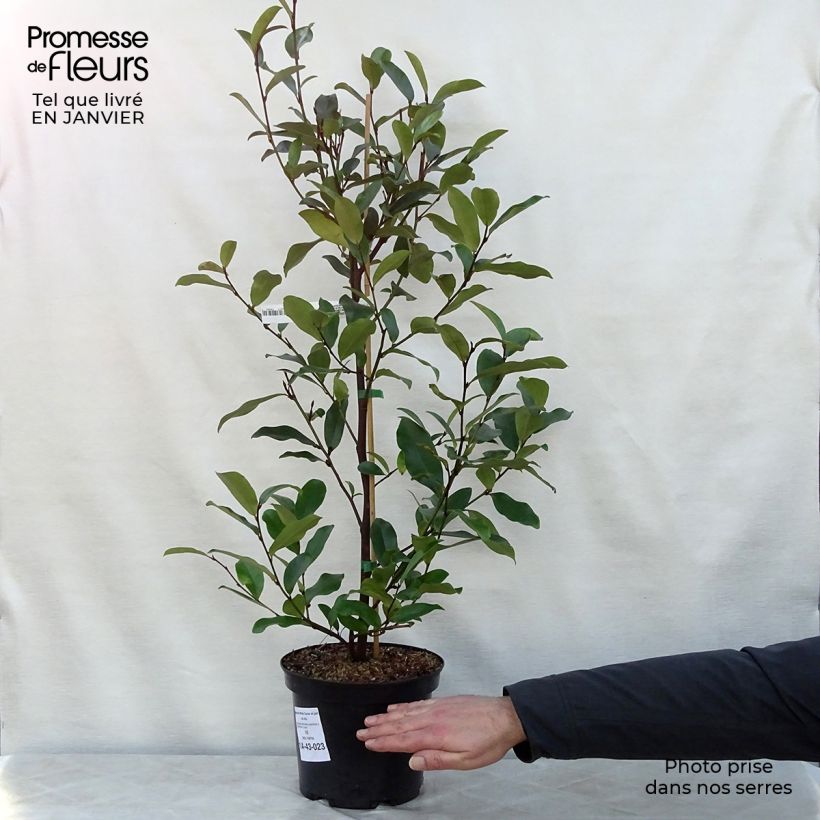 Magnolia White Caviar 3L/4L pot sample as delivered in winter