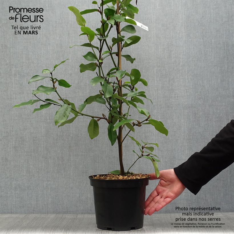 Magnolia White Caviar 3L/4L pot sample as delivered in spring