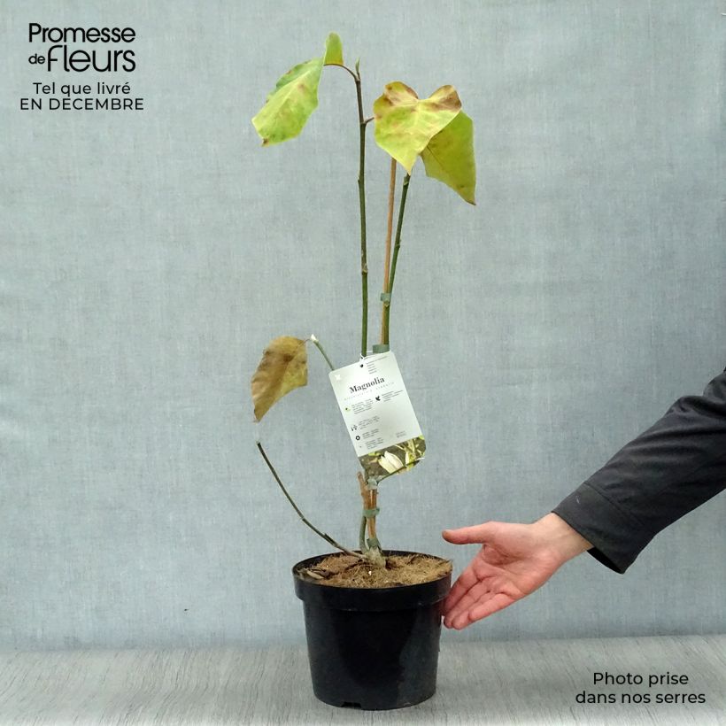 Magnolia brooklynensis Evamaria 4L/5L pot sample as delivered in winter