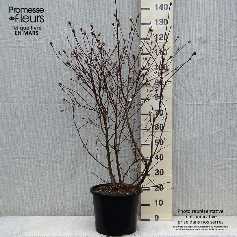 Magnolia stellata Waterlily 7.5L/10L pot sample as delivered in winter