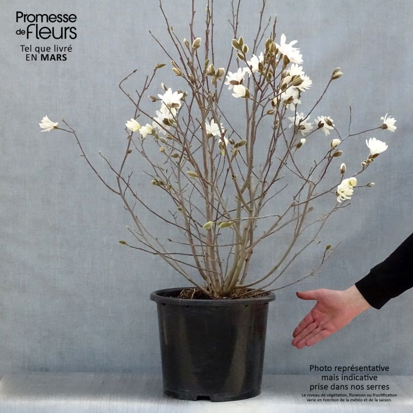 Magnolia stellata Waterlily 7.5L/10L pot sample as delivered in spring