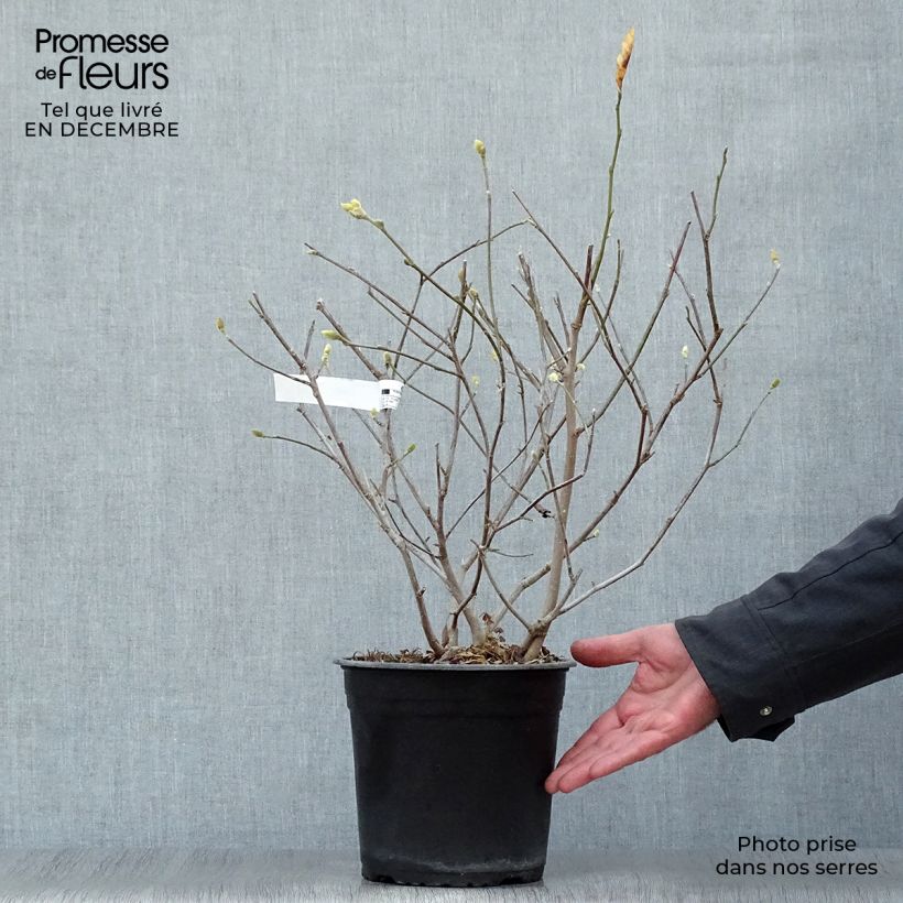 Magnolia stellata Waterlily 4L/5L pot sample as delivered in winter