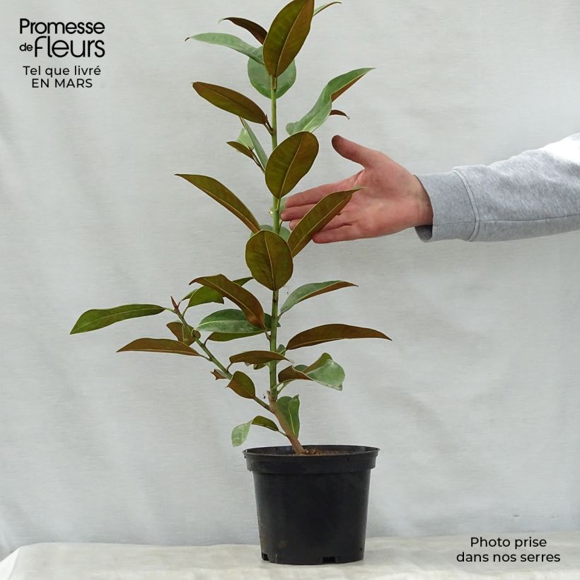 Magnolia grandiflora Ferruginea 1.5L/2L pot sample as delivered in spring