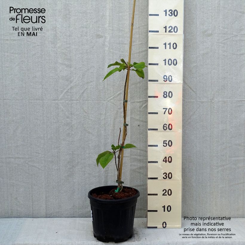 Magnolia hypoleuca 4L/5L pot sample as delivered in spring