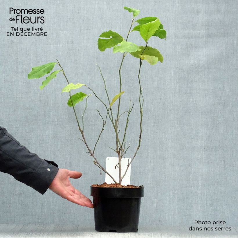 Magnolia x loebneri Leonard Messel 3L/4L pot sample as delivered in winter