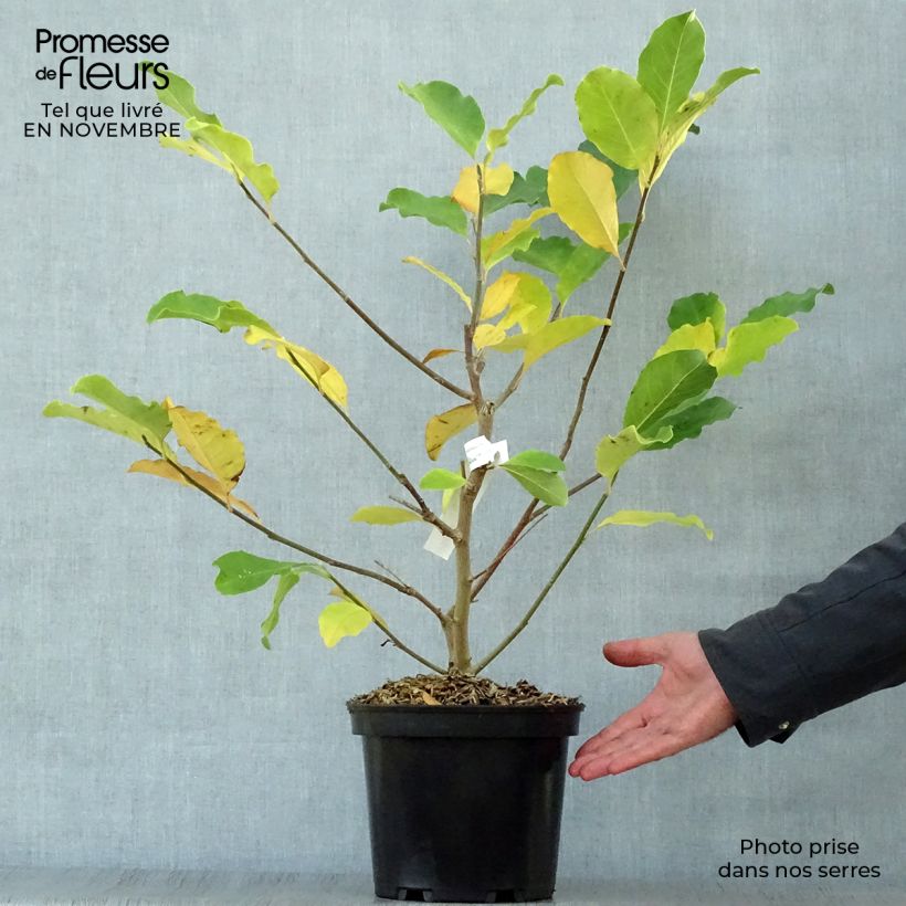 Magnolia x loebneri Wildcat 4L/5L pot sample as delivered in autumn