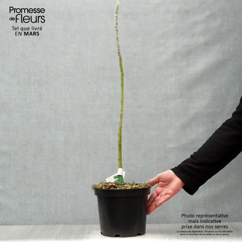 Magnolia macrophylla 4L/5L pot sample as delivered in spring