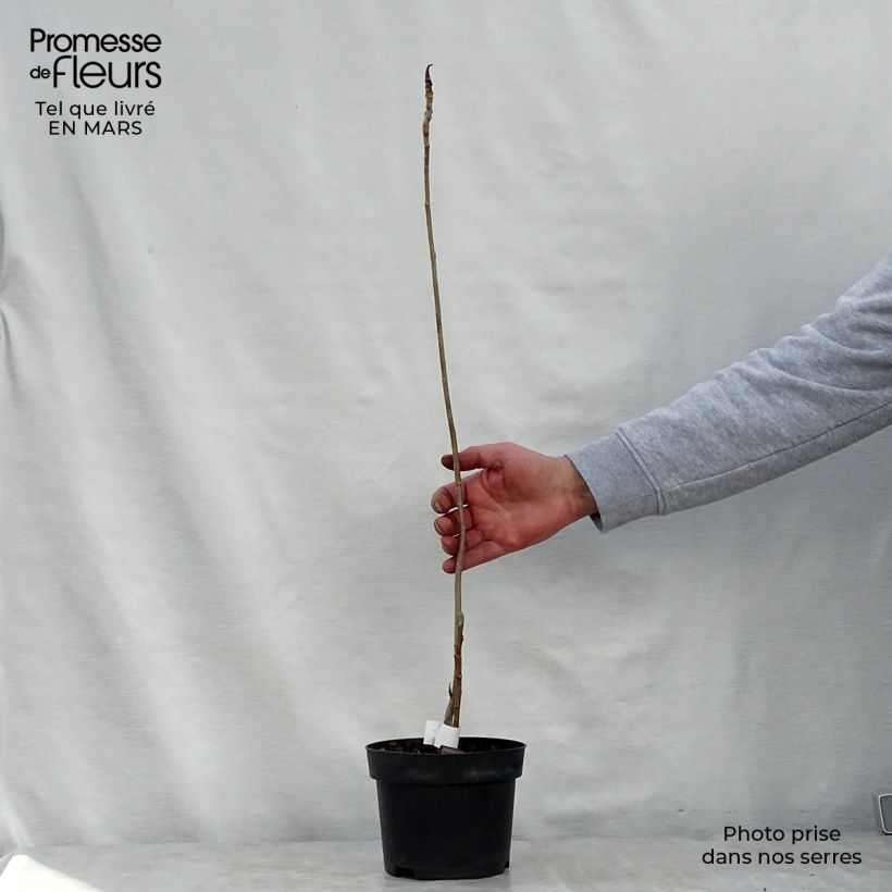 Magnolia officinalis var. biloba 4L/5L pot sample as delivered in spring