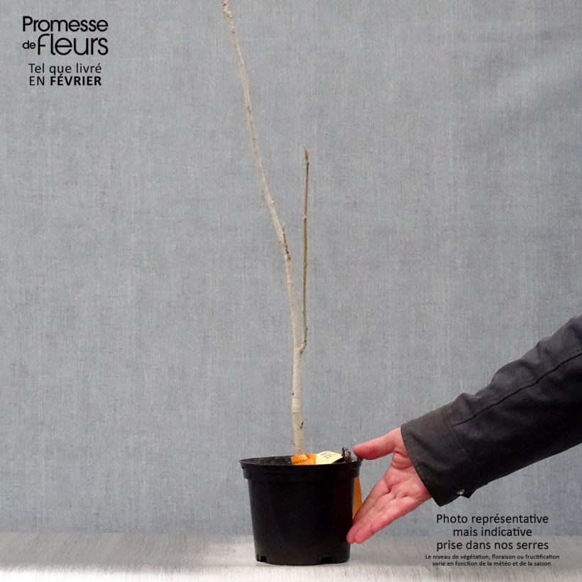 Magnolia officinalis var. biloba 4L/5L pot sample as delivered in winter