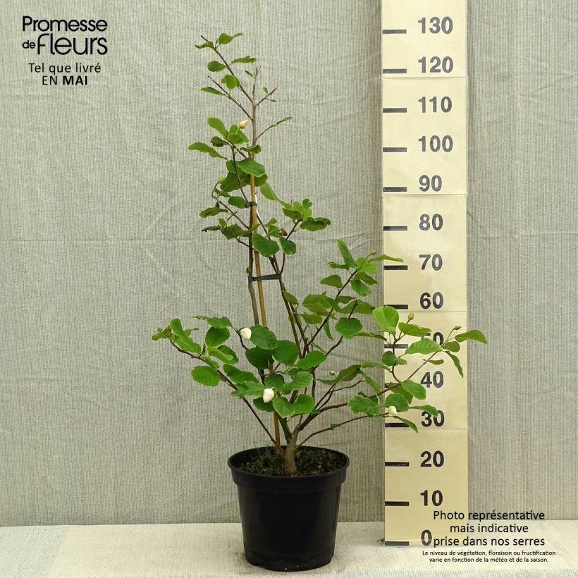 Magnolia sieboldii Colossus 7.5L/10L pot sample as delivered in spring
