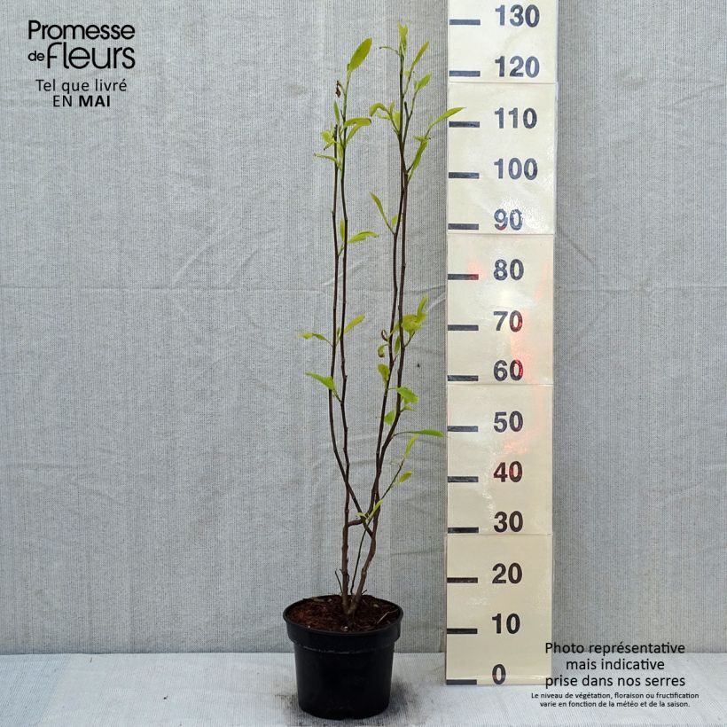 Magnolia soulangeana Lennei 4L/5L pot sample as delivered in spring