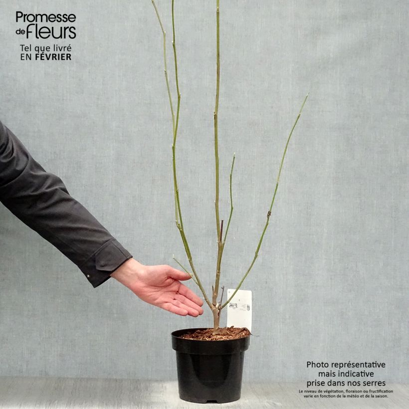 Magnolia  soulangeana Alba Superba 3L/4L pot sample as delivered in winter