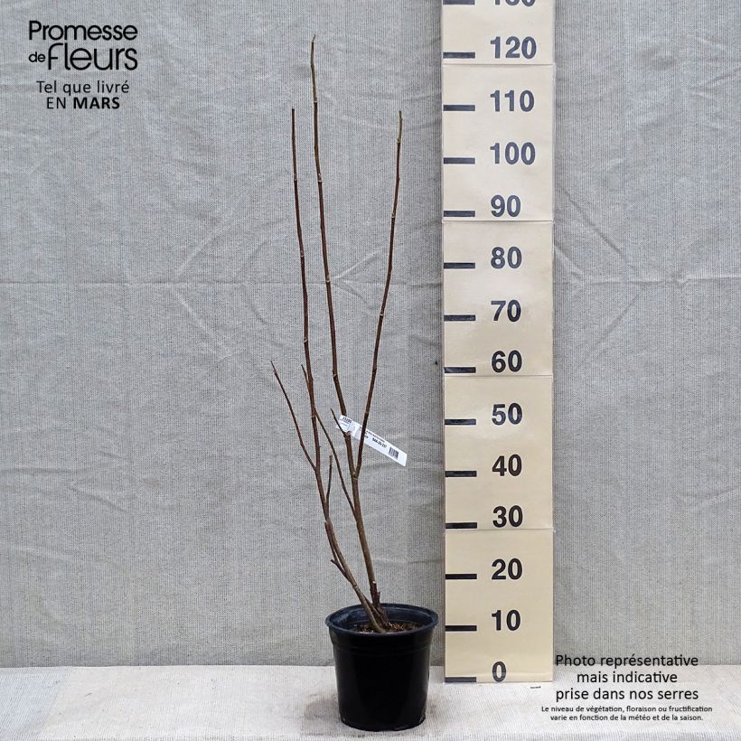 Magnolia  soulangeana Rustica Rubra 3L/4L pot sample as delivered in winter