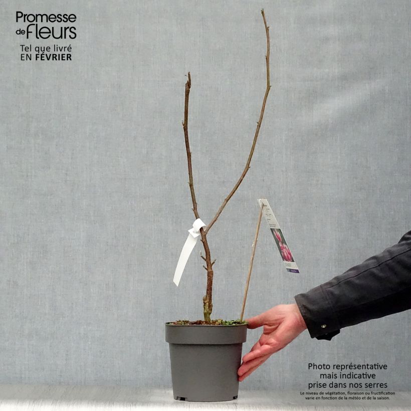 Magnolia soulangeana Satisfaction 2L/3L pot sample as delivered in winter