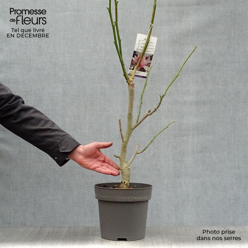 Magnolia sprengeri Pink Beauty 6L/7L pot sample as delivered in winter